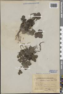 Geum ternatum subsp. ternatum, Siberia, Russian Far East (S6) (Russia)