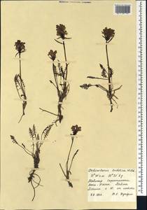 Pedicularis sudetica Willd., Siberia, Central Siberia (S3) (Russia)