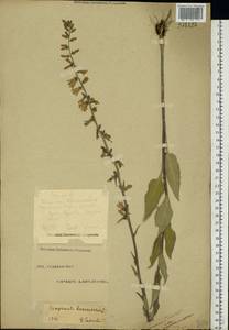 Campanula bononiensis L., Eastern Europe, Eastern region (E10) (Russia)