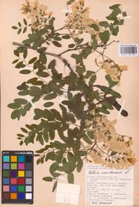 Robinia pseudoacacia L., Eastern Europe, Lower Volga region (E9) (Russia)