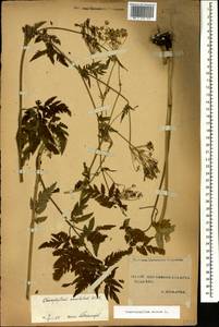 Chaerophyllum aureum L., Caucasus, Stavropol Krai, Karachay-Cherkessia & Kabardino-Balkaria (K1b) (Russia)