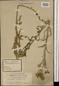 Centaurea solstitialis L., Caucasus, Georgia (K4) (Georgia)