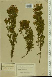 Chamaecytisus austriacus (L.) Link, Eastern Europe, Central forest-and-steppe region (E6) (Russia)