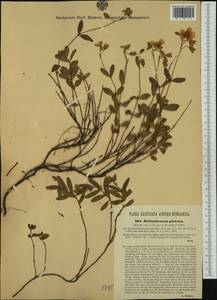 Helianthemum nummularium subsp. glabrum (Koch) C. Raynaud, Western Europe (EUR) (Austria)