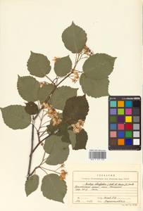 Sorbus alnifolia (Siebold & Zucc.) K. Koch, Siberia, Russian Far East (S6) (Russia)