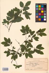 Lonicera nigra L., Eastern Europe, West Ukrainian region (E13) (Ukraine)