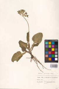 Primula veris subsp. macrocalyx (Bunge) Lüdi, Crimea (KRYM) (Russia)
