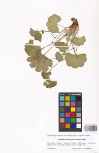 Alchemilla micans Buser, Eastern Europe, Moscow region (E4a) (Russia)