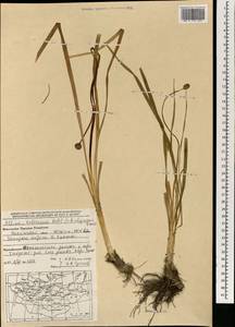 Allium tuberosum Rottler ex Spreng., Mongolia (MONG) (Mongolia)