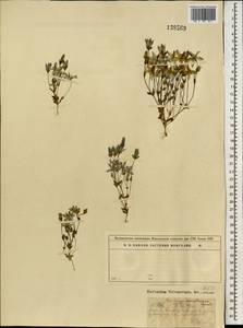 Lomatogonium carinthiacum (Wulfen) Reichenb., Mongolia (MONG) (Mongolia)