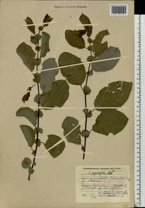 Salix pyrolifolia Ledeb., Eastern Europe, Northern region (E1) (Russia)