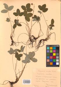 Fragaria viridis Duchesne, Eastern Europe, Central forest-and-steppe region (E6) (Russia)