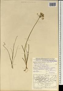 Allium ramosum L., Mongolia (MONG) (Mongolia)