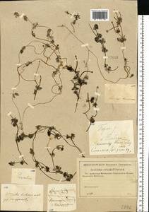 Ranunculus circinatus Sibth., Eastern Europe, Western region (E3) (Russia)