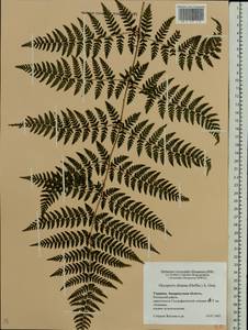 Dryopteris expansa (C.Presl) Fraser-Jenk. & Jermy, Eastern Europe, West Ukrainian region (E13) (Ukraine)