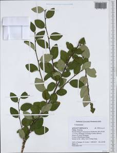 Cotoneaster, South Asia, South Asia (Asia outside ex-Soviet states and Mongolia) (ASIA) (China)