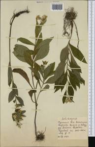 Solidago, Western Europe (EUR) (Romania)