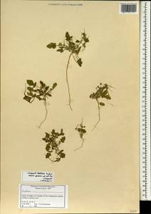 Erodium, South Asia, South Asia (Asia outside ex-Soviet states and Mongolia) (ASIA) (Syria)