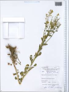 Barbarea vulgaris (L.) W.T. Aiton, Siberia, Baikal & Transbaikal region (S4) (Russia)