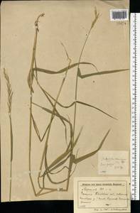 Elymus caninus (L.) L., Eastern Europe, Central forest-and-steppe region (E6) (Russia)