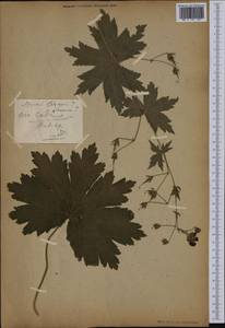 Geranium phaeum L., Botanic gardens and arboreta (GARD) (Not classified)