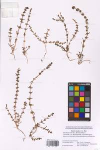 Soda acutifolia (Bunge) Mosyakin, Freitag & Rilke, Eastern Europe, Eastern region (E10) (Russia)