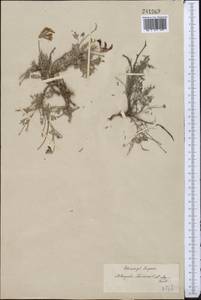 Astragalus stenoceras C.A. Mey., Middle Asia, Northern & Central Kazakhstan (M10) (Kazakhstan)