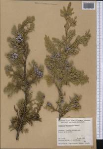 Juniperus horizontalis Moench, America (AMER) (Canada)