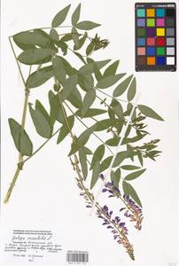 Galega orientalis Lam., Eastern Europe, Moscow region (E4a) (Russia)
