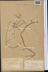 Chondrilla leiosperma Kar. & Kir., Middle Asia, Dzungarian Alatau & Tarbagatai (M5) (Kazakhstan)