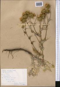 Cousinia alpicola I. G. Borshch. ex Trautv., Middle Asia, Pamir & Pamiro-Alai (M2) (Tajikistan)