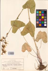Ligularia sibirica (L.) Cass., Eastern Europe, Northern region (E1) (Russia)