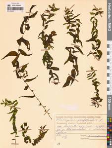 Potamogeton perfoliatus L., Siberia, Chukotka & Kamchatka (S7) (Russia)