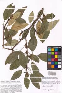 Populus balsamifera L., Eastern Europe, Moscow region (E4a) (Russia)