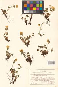 Potentilla aurea L., Eastern Europe, West Ukrainian region (E13) (Ukraine)