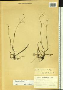 Luzula plumosa subsp. plumosa, Siberia, Chukotka & Kamchatka (S7) (Russia)