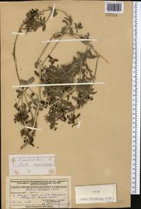 Rubia deserticola Pojark., Middle Asia, Dzungarian Alatau & Tarbagatai (M5) (Kazakhstan)