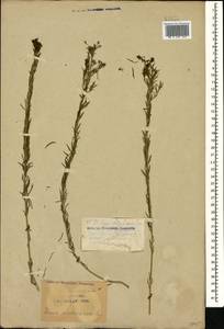 Linum austriacum L., Caucasus, Krasnodar Krai & Adygea (K1a) (Russia)