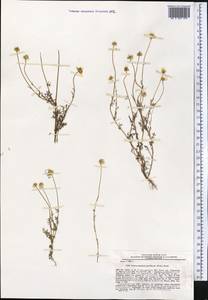 Tripleurospermum parviflorum (Willd.) Pobed., Middle Asia, Kopet Dag, Badkhyz, Small & Great Balkhan (M1) (Turkmenistan)