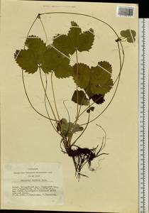 Fragaria viridis Duchesne, Siberia, Altai & Sayany Mountains (S2) (Russia)