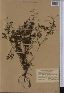 Geranium dissectum L., Western Europe (EUR) (Romania)