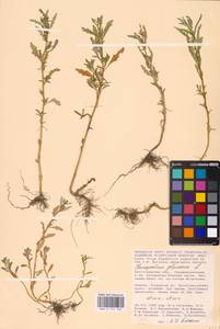 Oxybasis glauca (L.) S. Fuentes, Uotila & Borsch, Eastern Europe, Lower Volga region (E9) (Russia)