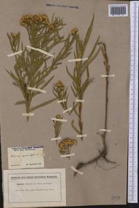 Euthamia graminifolia (L.) Nutt., America (AMER) (United States)