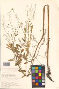 Rorippa amphibia (L.) Besser, Eastern Europe, Lower Volga region (E9) (Russia)