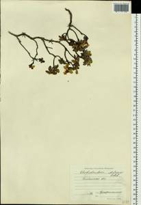 Rhododendron adamsii Rehder, Siberia, Baikal & Transbaikal region (S4) (Russia)