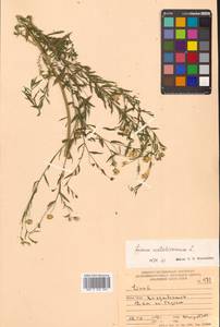 Linum usitatissimum L., Siberia, Russian Far East (S6) (Russia)