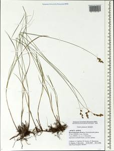 Carex praecox Schreb., Eastern Europe, Lower Volga region (E9) (Russia)