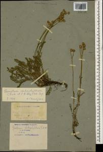 Tanacetum aureum (Lam.) Greuter, M. V. Agab. & Wagenitz, Caucasus, Armenia (K5) (Armenia)