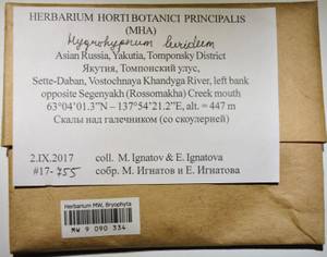 MW 9 090 334, Hygrohypnum luridum (Hedw.) Jenn., Bryophytes, Bryophytes - Yakutia (B19) (Russia)