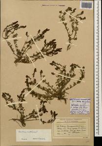 Veronica multifida L., Caucasus, Stavropol Krai, Karachay-Cherkessia & Kabardino-Balkaria (K1b) (Russia)